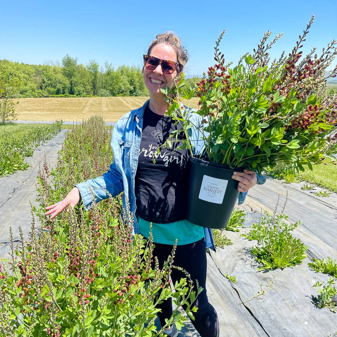 The Crop Report | Baptisia Baby!