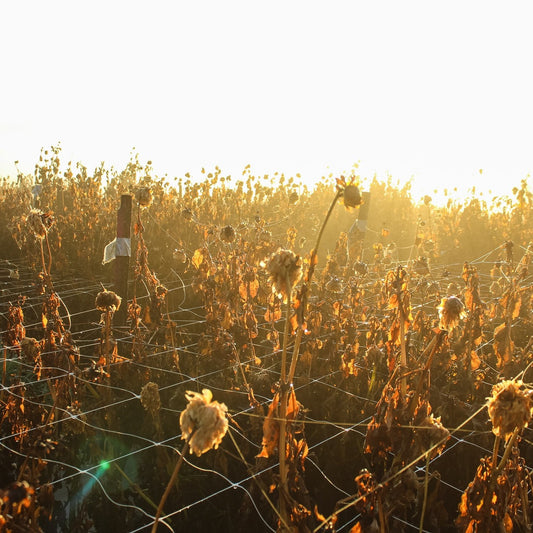 Pick-Your-Own is closed for 2025!