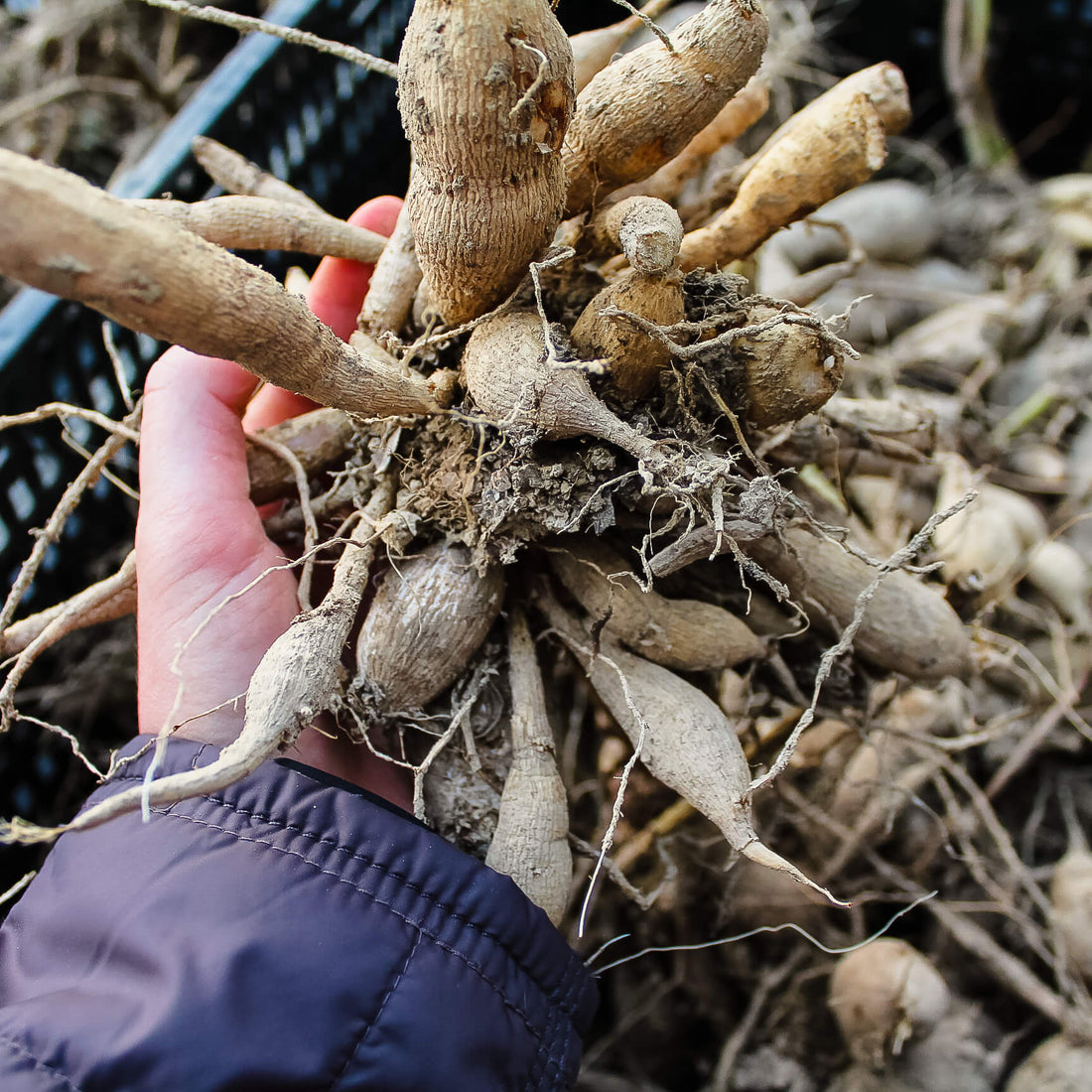 The Crop Report: Week 13 | Dahlia Tubers and Wiggle Wire