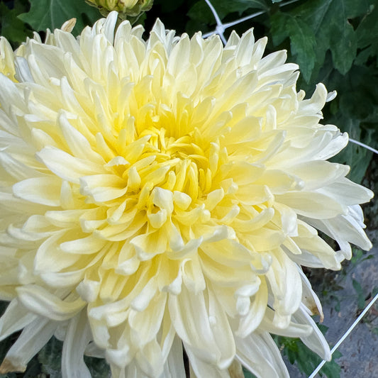 Everything We Know About Mellow Moon Heirloom Chrysanthemum