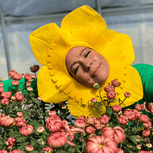 Flower Therapy