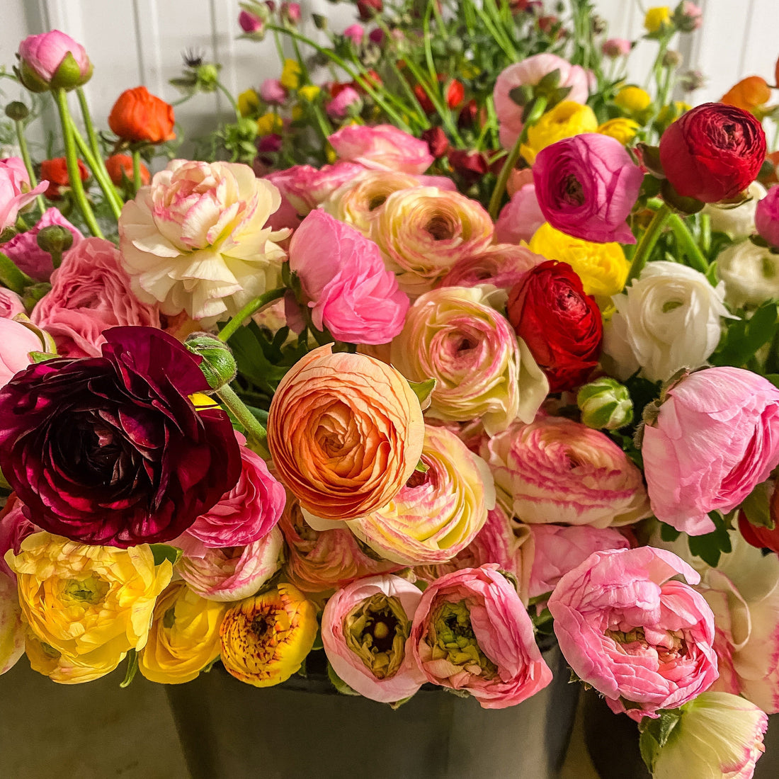 Is that the ranunculus?!