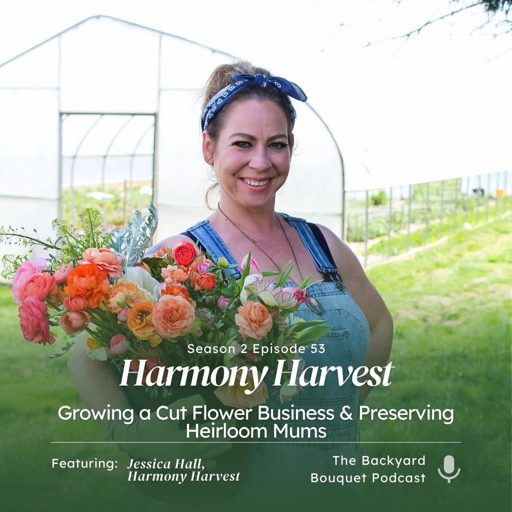 The Flowering Farmhouse | Episode 53: Growing a Cut Flower Business & Preserving Heirloom Mums with Jessica Hall of Harmony Harvest