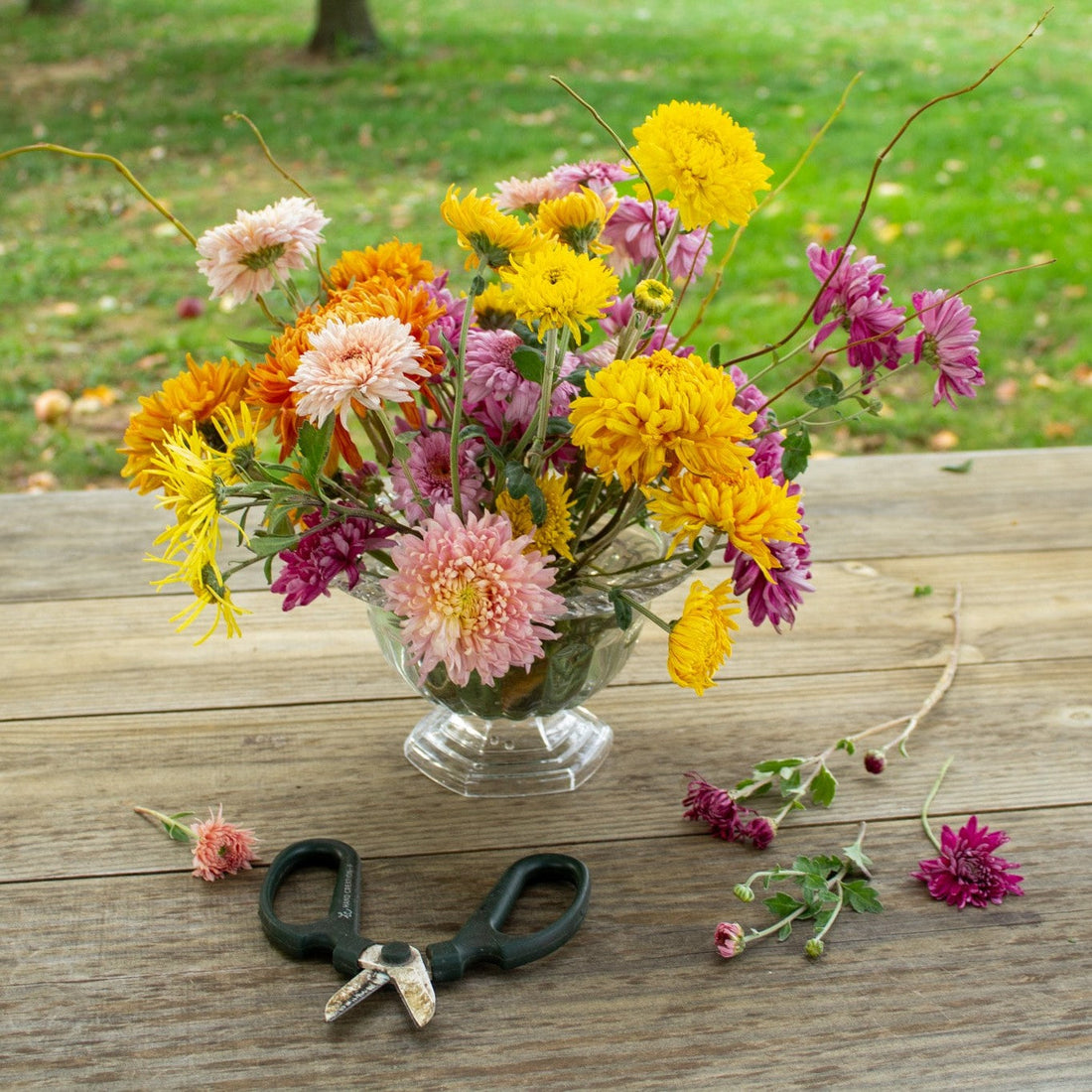 Giving Thanks and Gathering with Chrysanthemums
