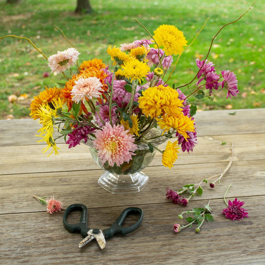 Giving Thanks and Gathering with Chrysanthemums