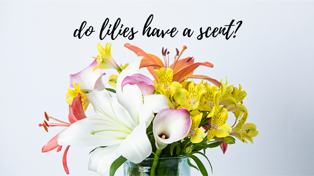 Do lilies have a scent?