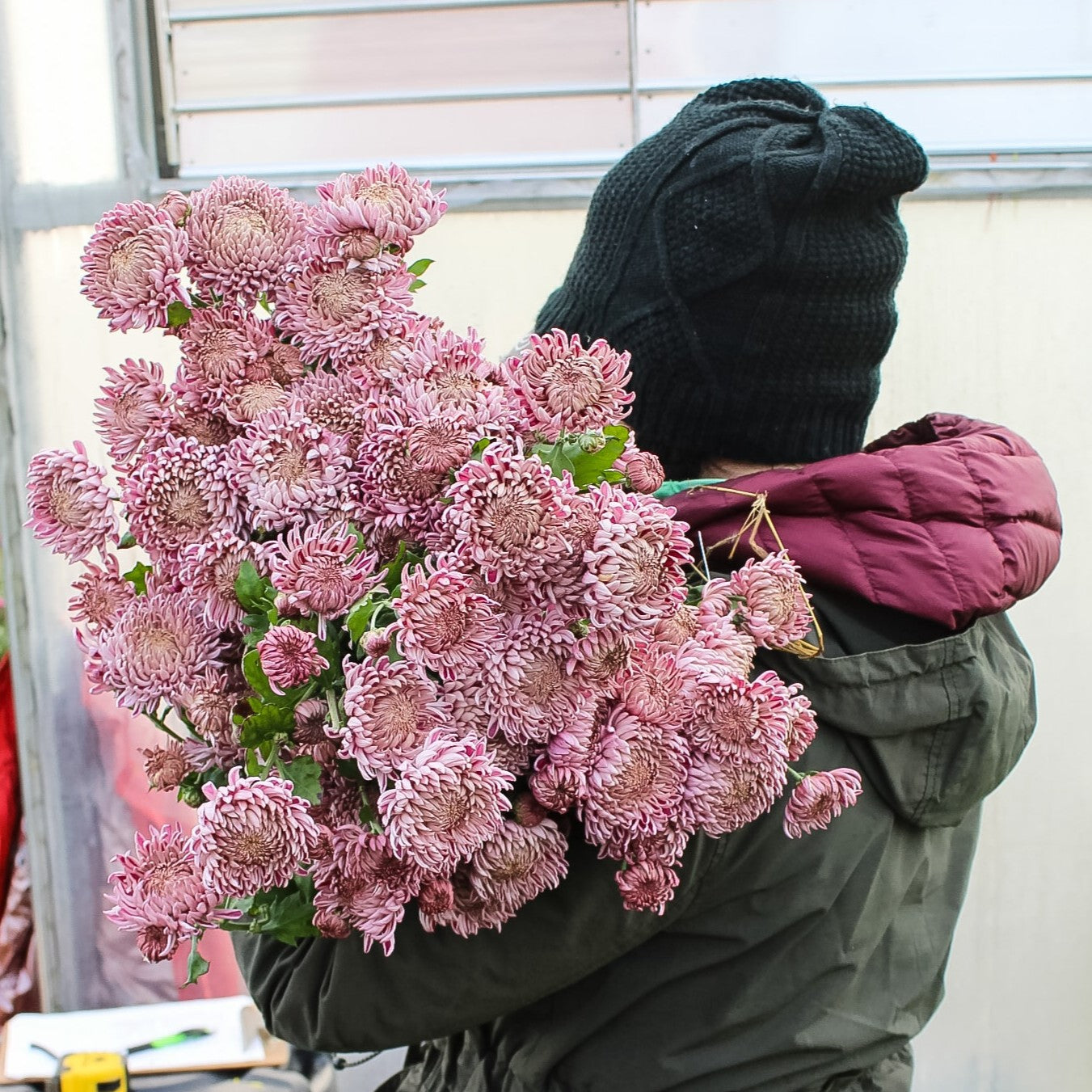 Understanding the Growth Structure of Heirloom Chrysanthemums