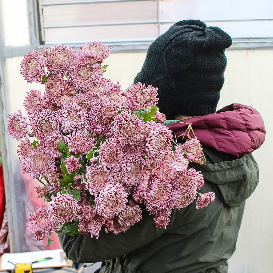 Understanding the Growth Structure of Heirloom Chrysanthemums