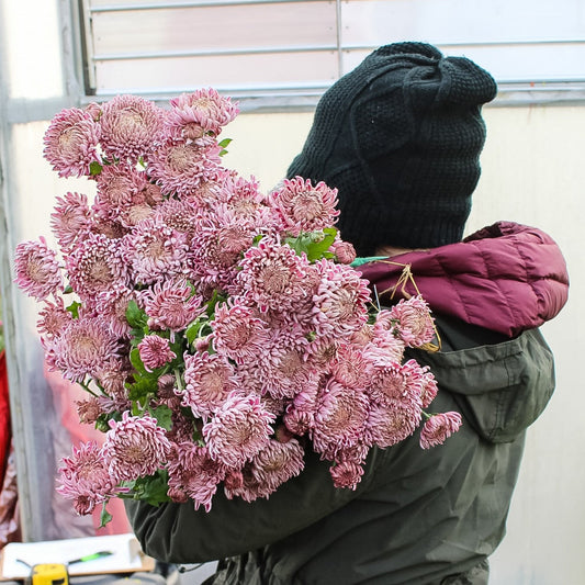 Understanding the Growth Structure of Heirloom Chrysanthemums