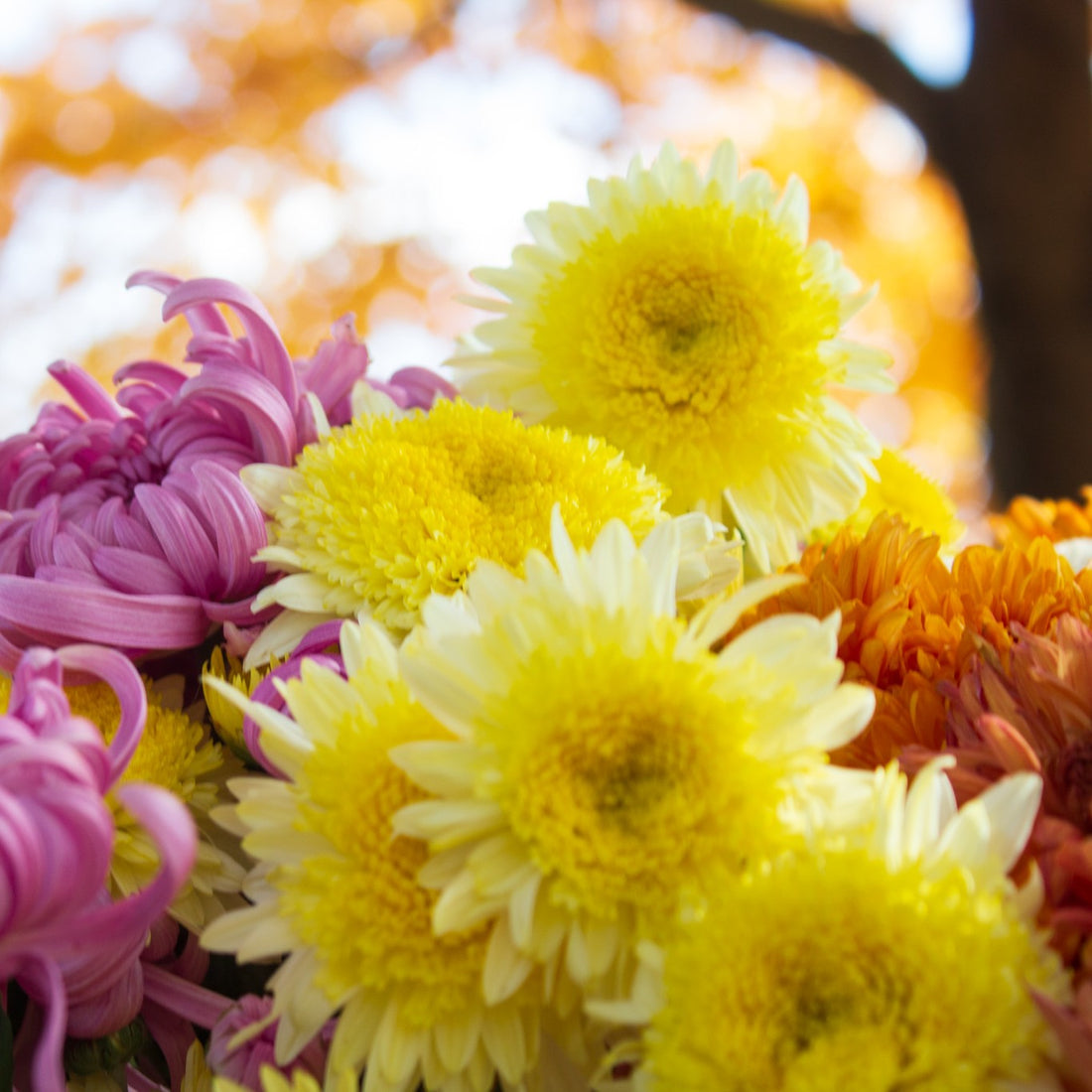 Heirloom Chrysanthemums: Kimmie and King's Pleasure