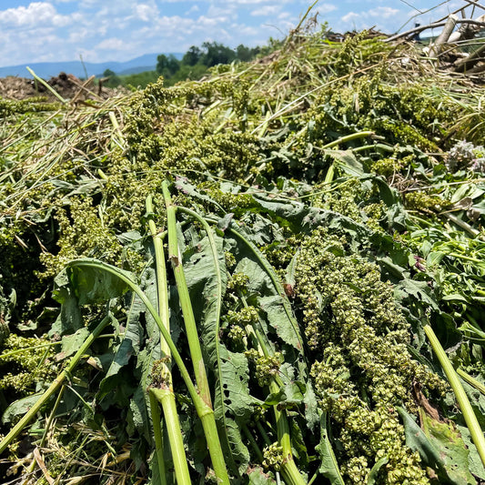 The Crop Report Week 24 | Song of the Weeds