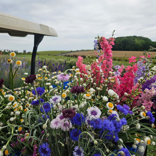 Look at the gardens right now!