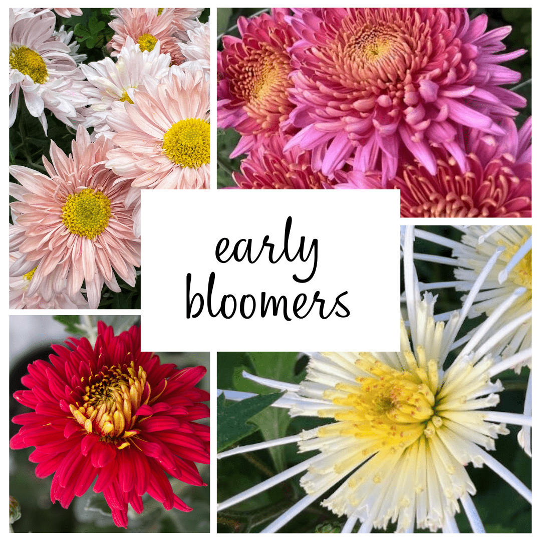 Early Bloomer Chrysanthemum Mix