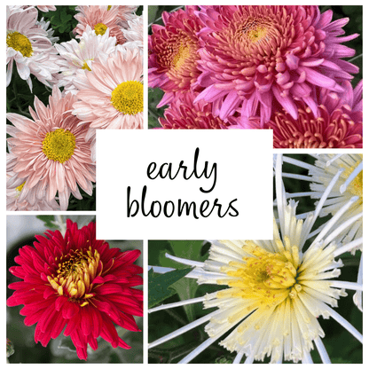Early Bloomer Chrysanthemum Mix