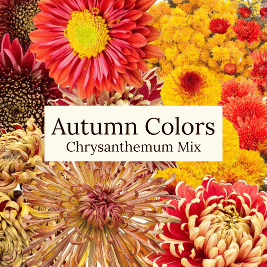 Autumn Colors Chrysanthemum Mix