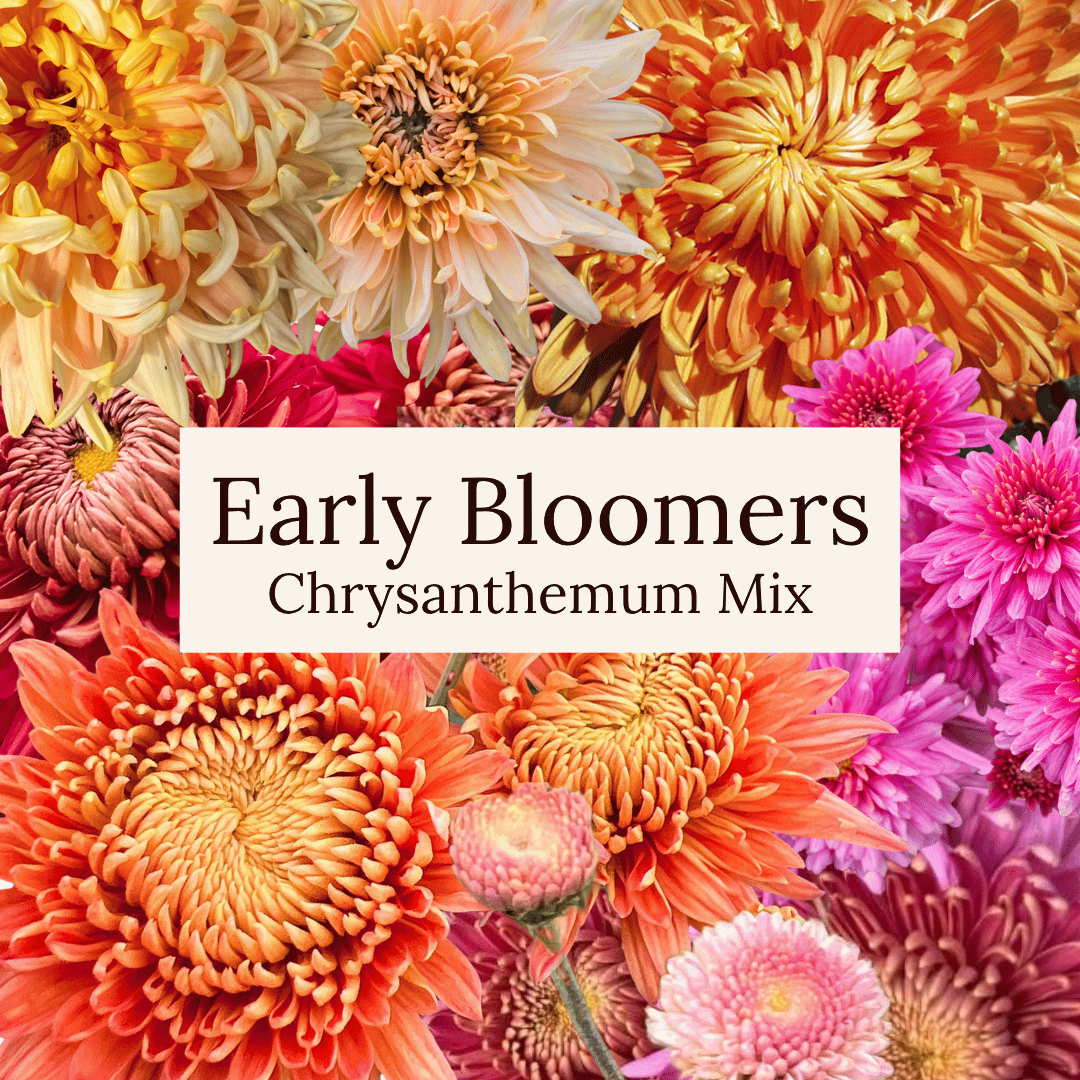 Early Bloomer Chrysanthemum Mix