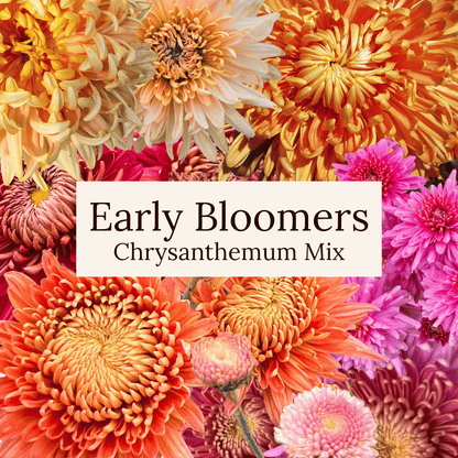 Early Bloomer Chrysanthemum Mix