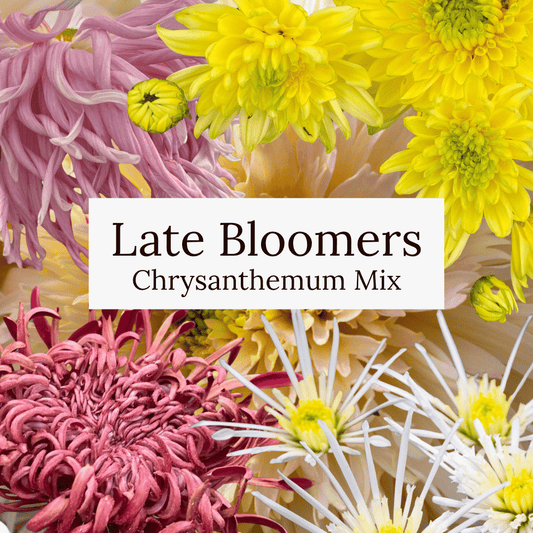 Late Bloomer Chrysanthemum Mix
