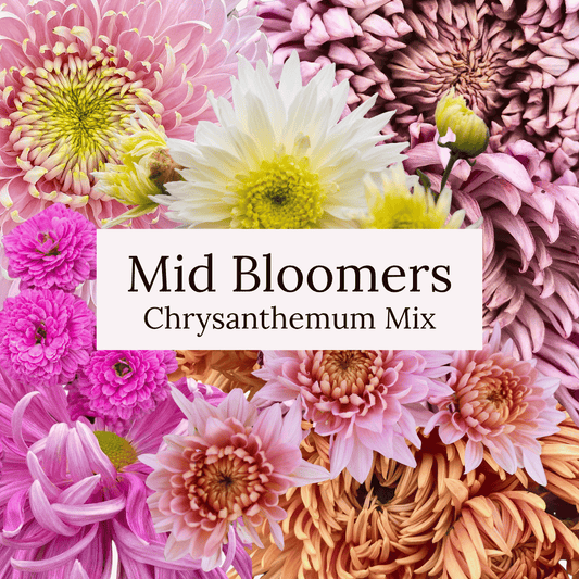 Mid Bloomer Chrysanthemum Mix