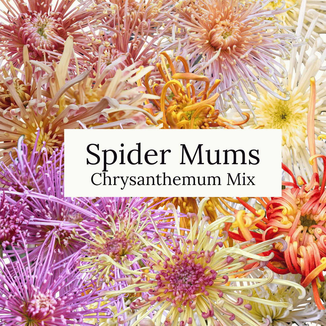 Spider Mums Chrysanthemum Mix