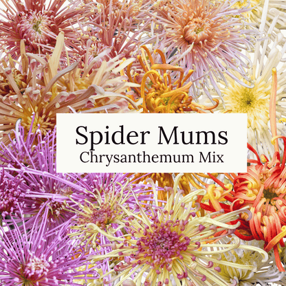 Spider Mums Chrysanthemum Mix