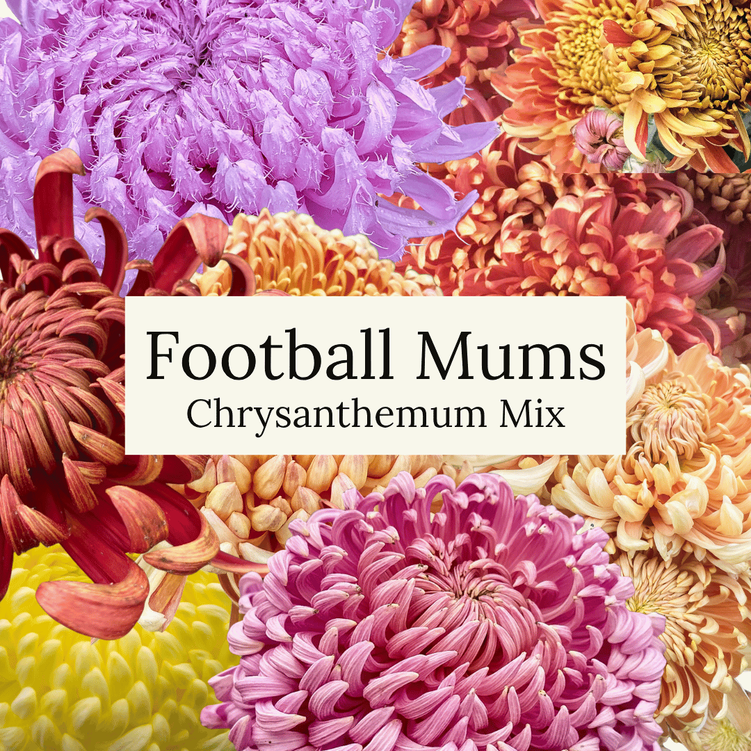 Football Mum Chrysanthemum Mix