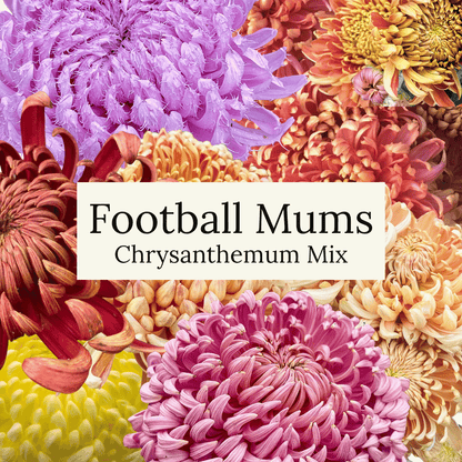 Football Mum Chrysanthemum Mix
