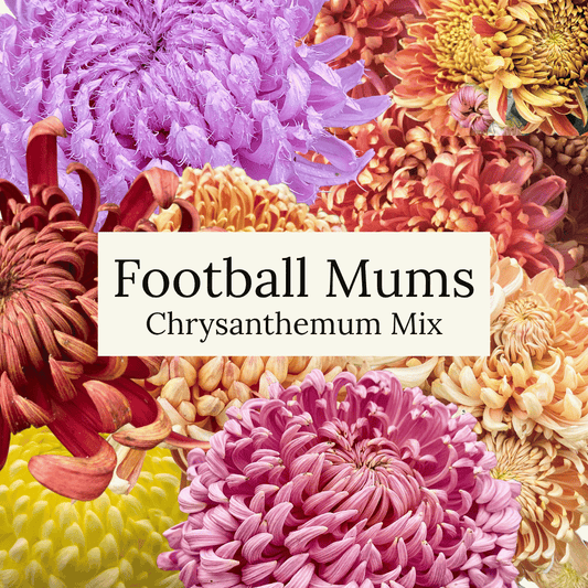 Football Mum Chrysanthemum Mix