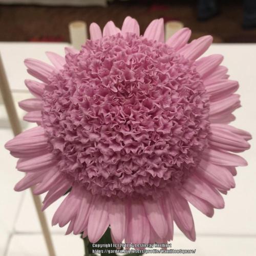 First Light Chrysanthemum - Pack of 4