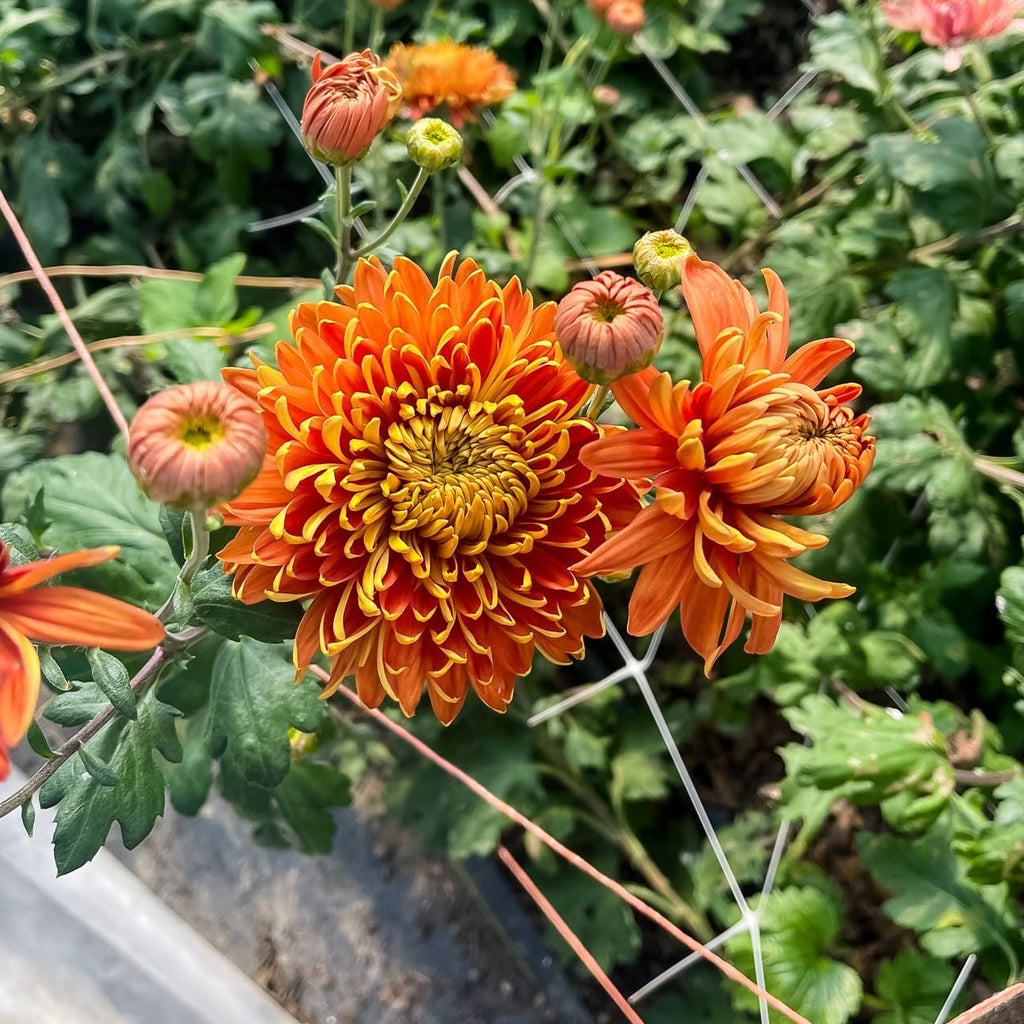 Molly Lambert Chrysanthemum