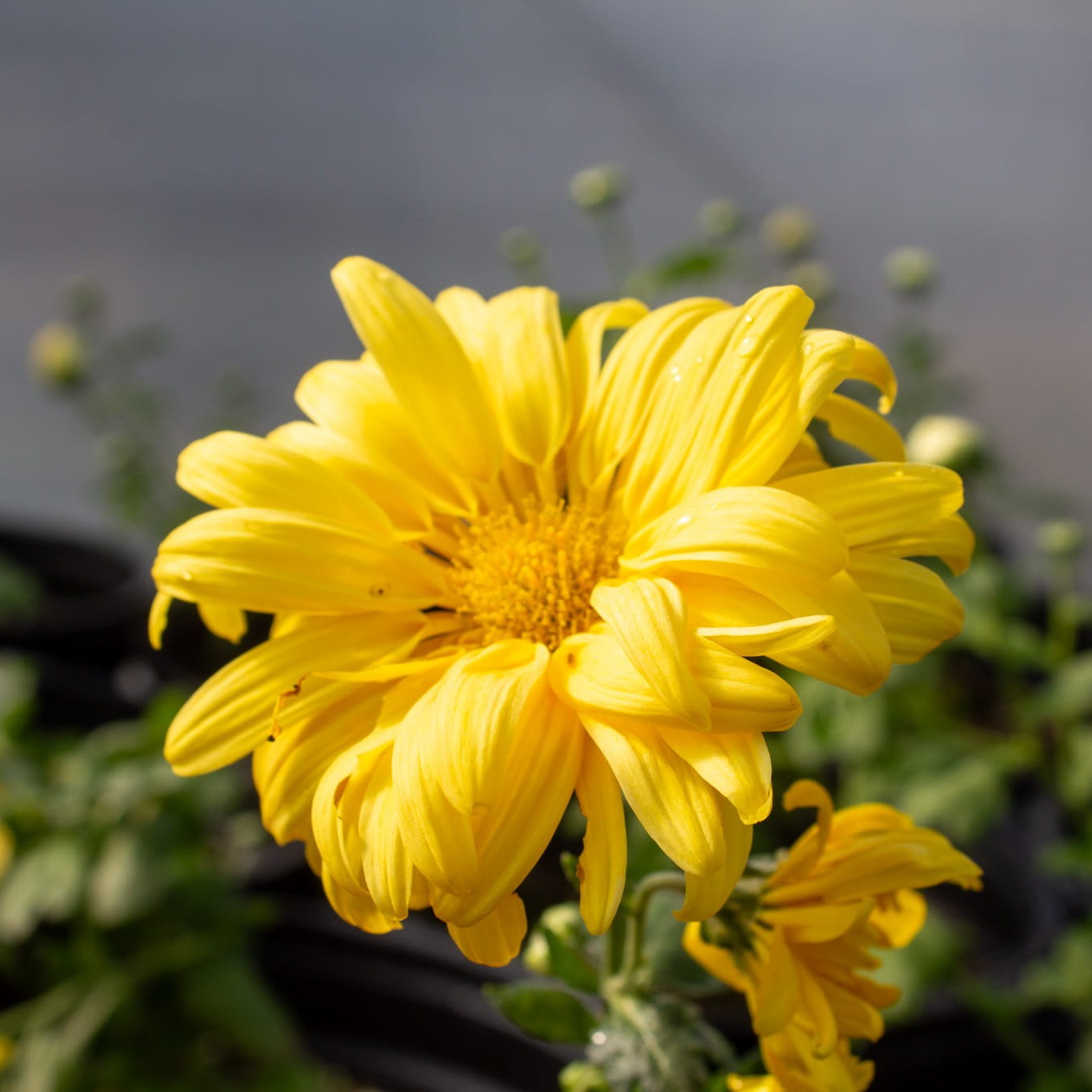 Amber Morning Chrysanthemum - Pack of 4
