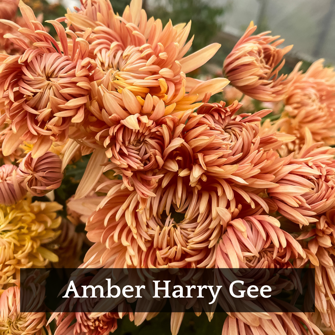 Autumn Colors Chrysanthemum Mix