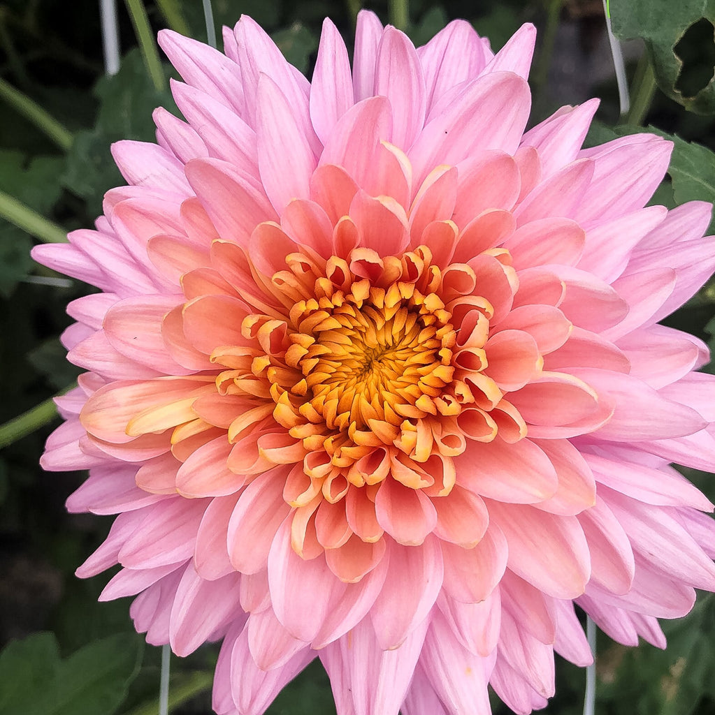 Annie Girl Chrysanthemum