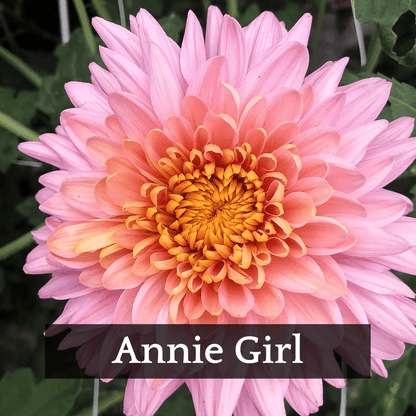 Autumn Colors Chrysanthemum Mix
