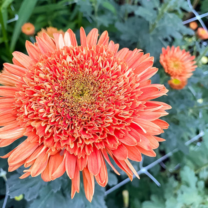 Anzac Chrysanthemum - Pack of 4