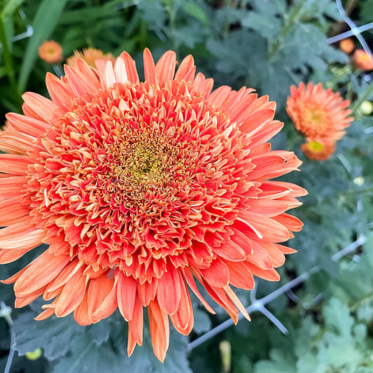 Anzac Chrysanthemum (4 pk)