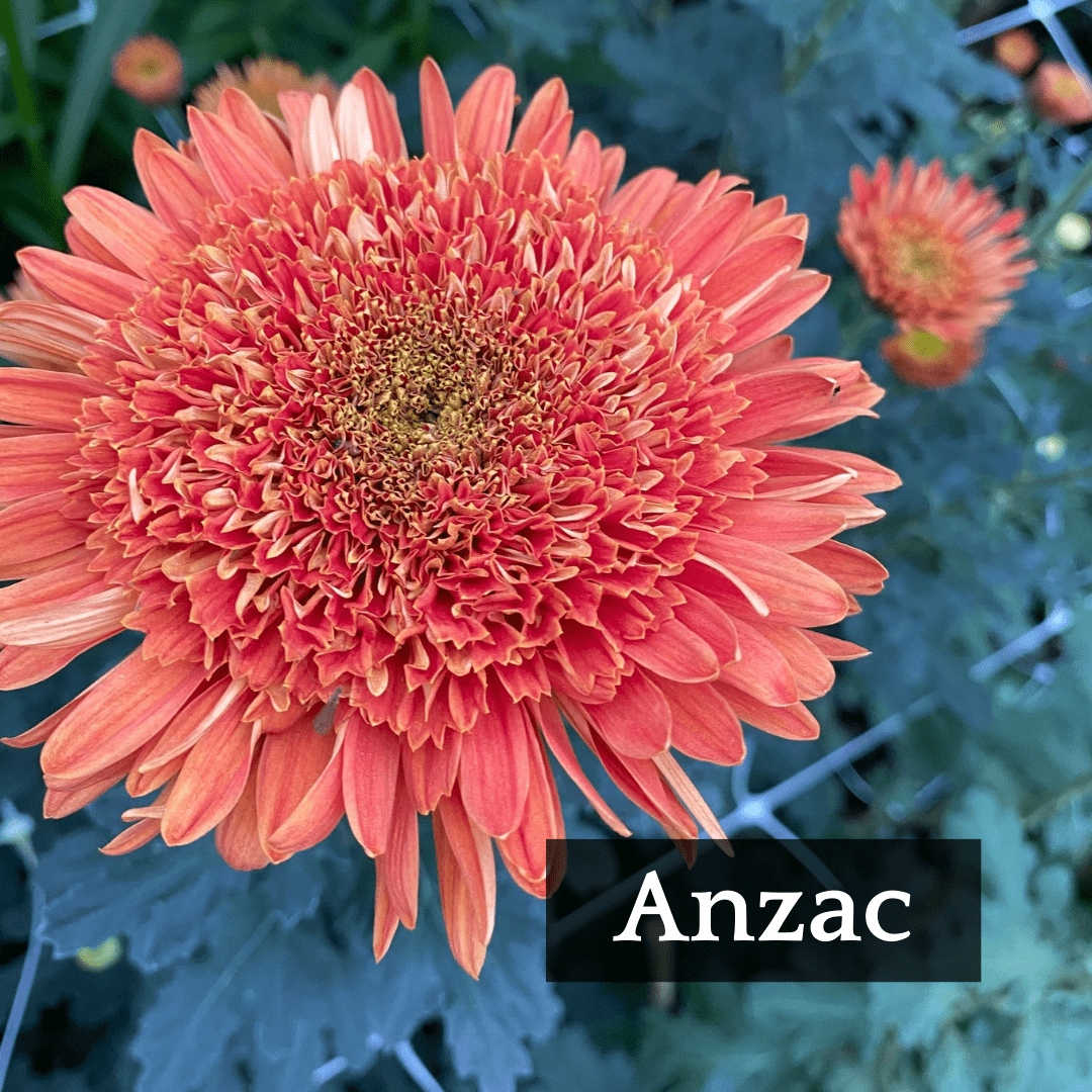 Mid Bloomer Chrysanthemum Mix