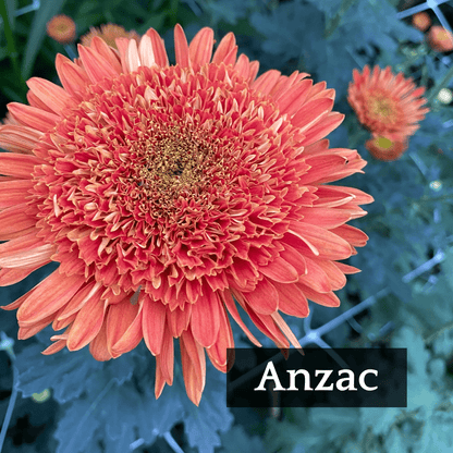 Mid Bloomer Chrysanthemum Mix