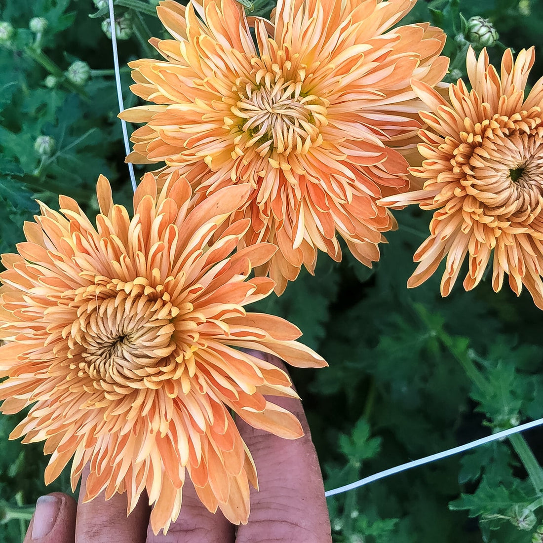 Apricot Courtier Chrysanthemum (4 pk) Harmony Harvest Farm