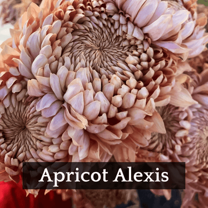 Autumn Colors Chrysanthemum Mix