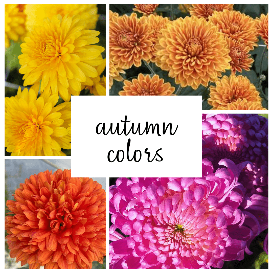 Autumn Colors Chrysanthemum Mix