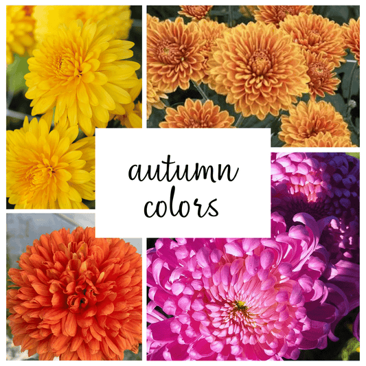 Autumn Colors Chrysanthemum Mix