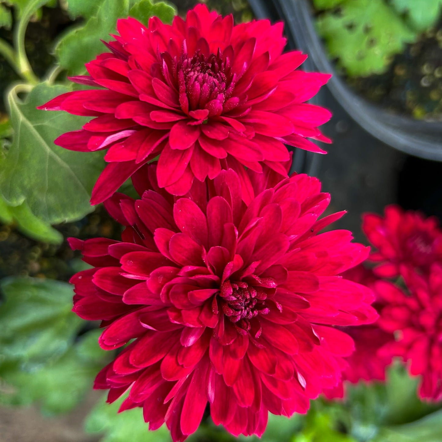 Barca Purple Chrysanthemum - Pack of 4
