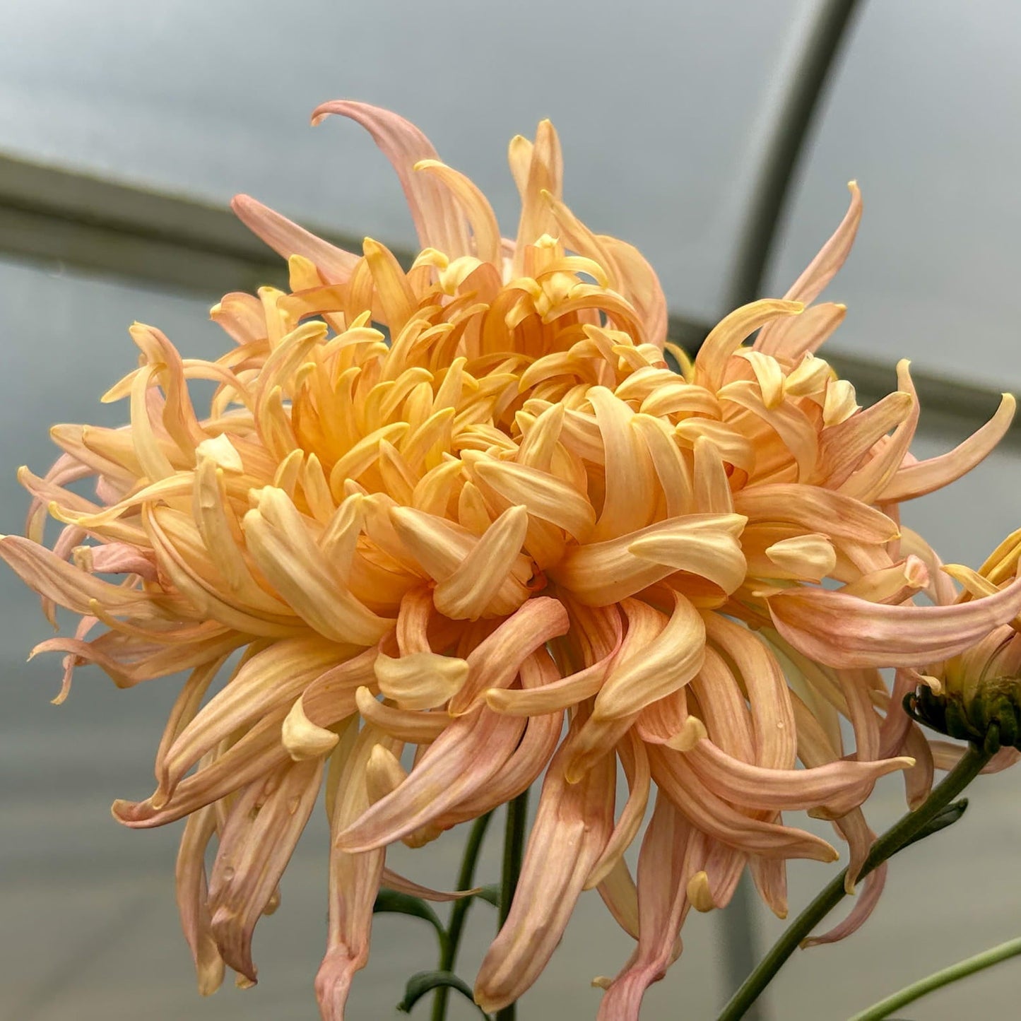 Betty Barnes Chrysanthemum - Pack of 4