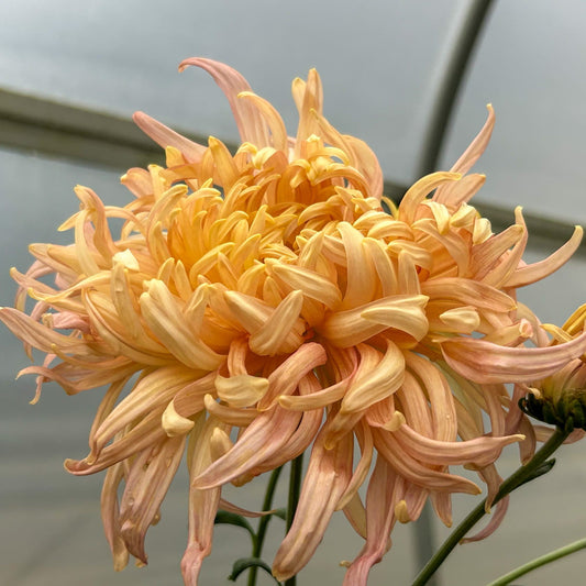Betty Barnes Chrysanthemum - Pack of 4