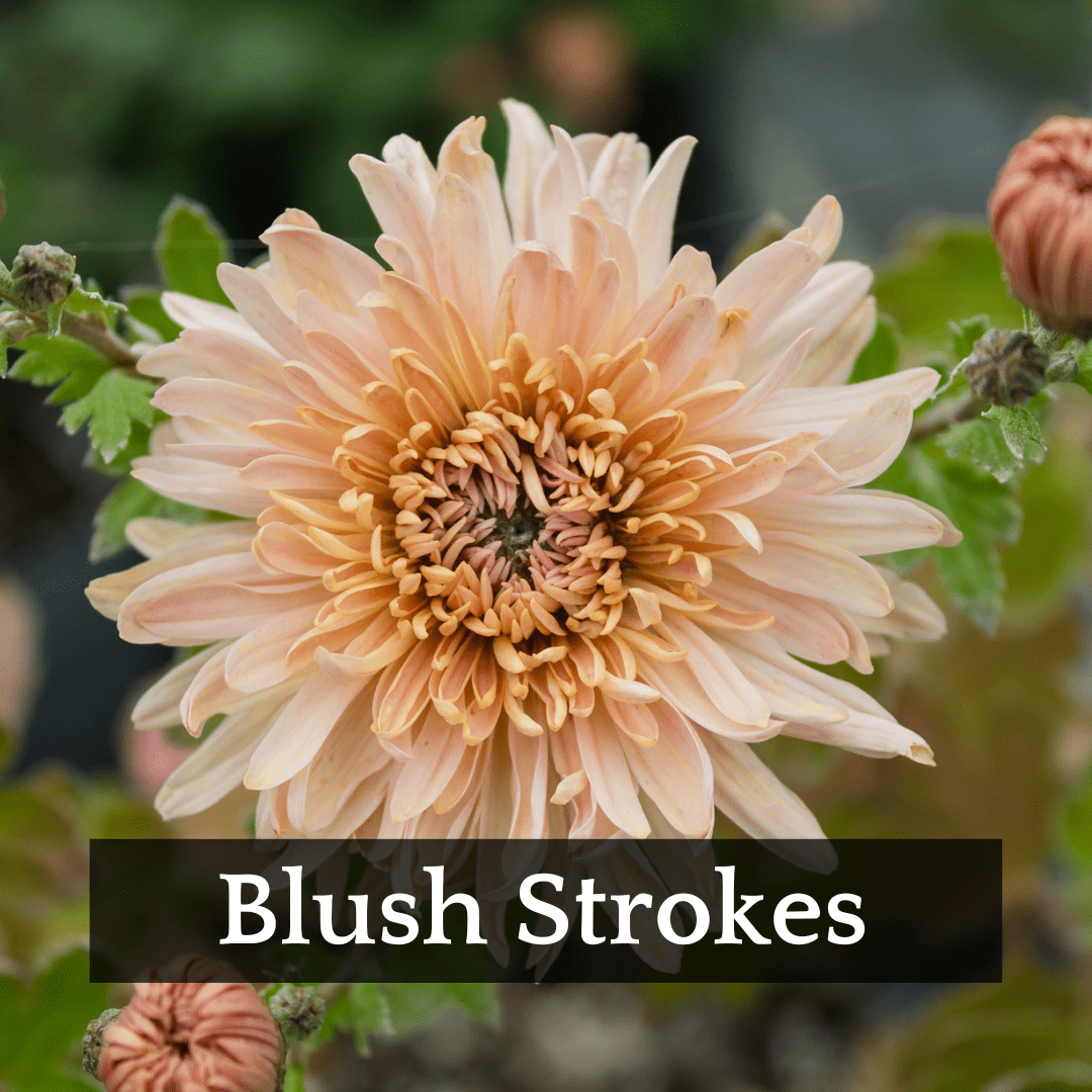 Autumn Colors Chrysanthemum Mix