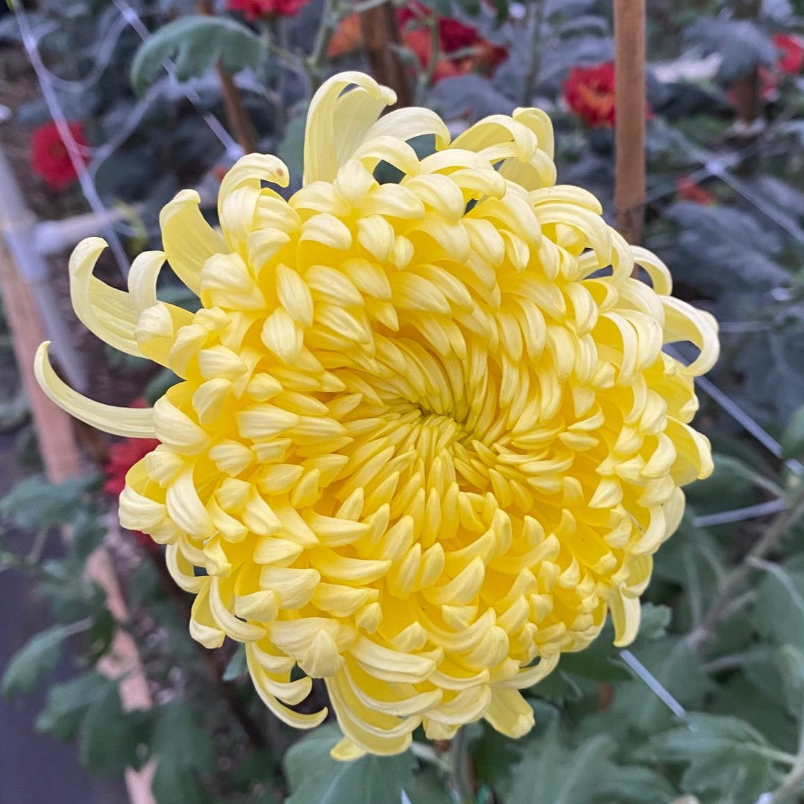 Bolo de Oro Chrysanthemum - Pack of 4