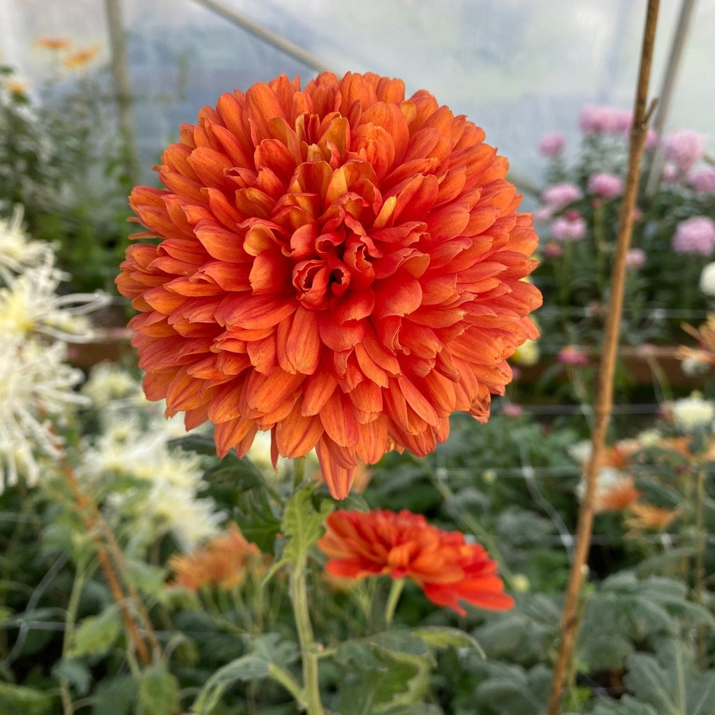 Brilliant Chrysanthemum