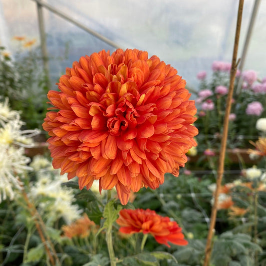 Brilliant Chrysanthemum - Pack of 4