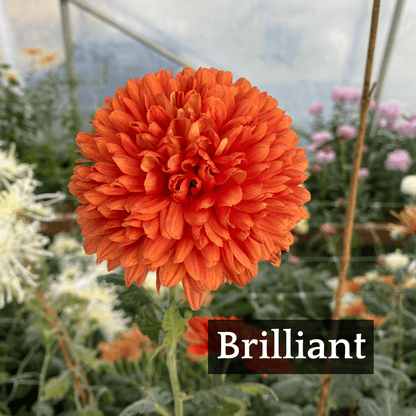 Autumn Colors Chrysanthemum Mix